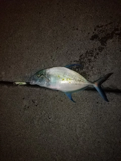 ナンヨウカイワリの釣果