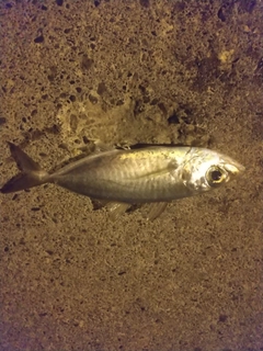 メアジの釣果