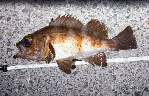 メバルの釣果