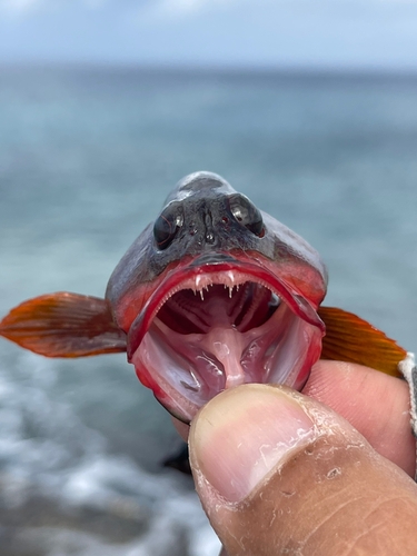 ニジハタの釣果