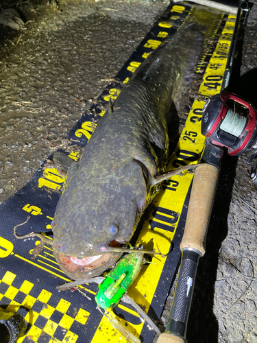 ナマズの釣果