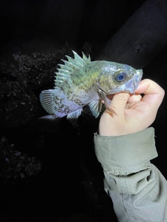 アオメバルの釣果