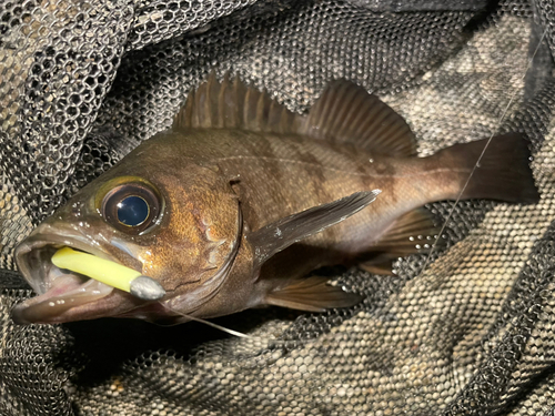 シロメバルの釣果