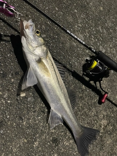 フッコ（マルスズキ）の釣果