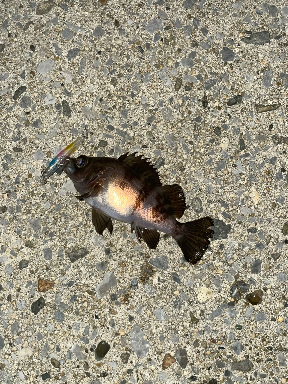 メバル