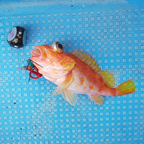 アヤメカサゴの釣果