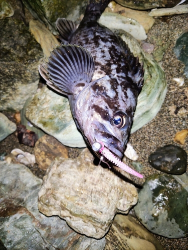 クロソイの釣果