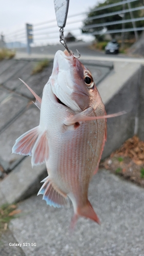 マダイの釣果