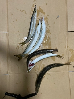 カマスの釣果