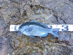 クチブトグレの釣果