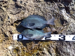 クチブトグレの釣果