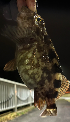 タケノコメバルの釣果