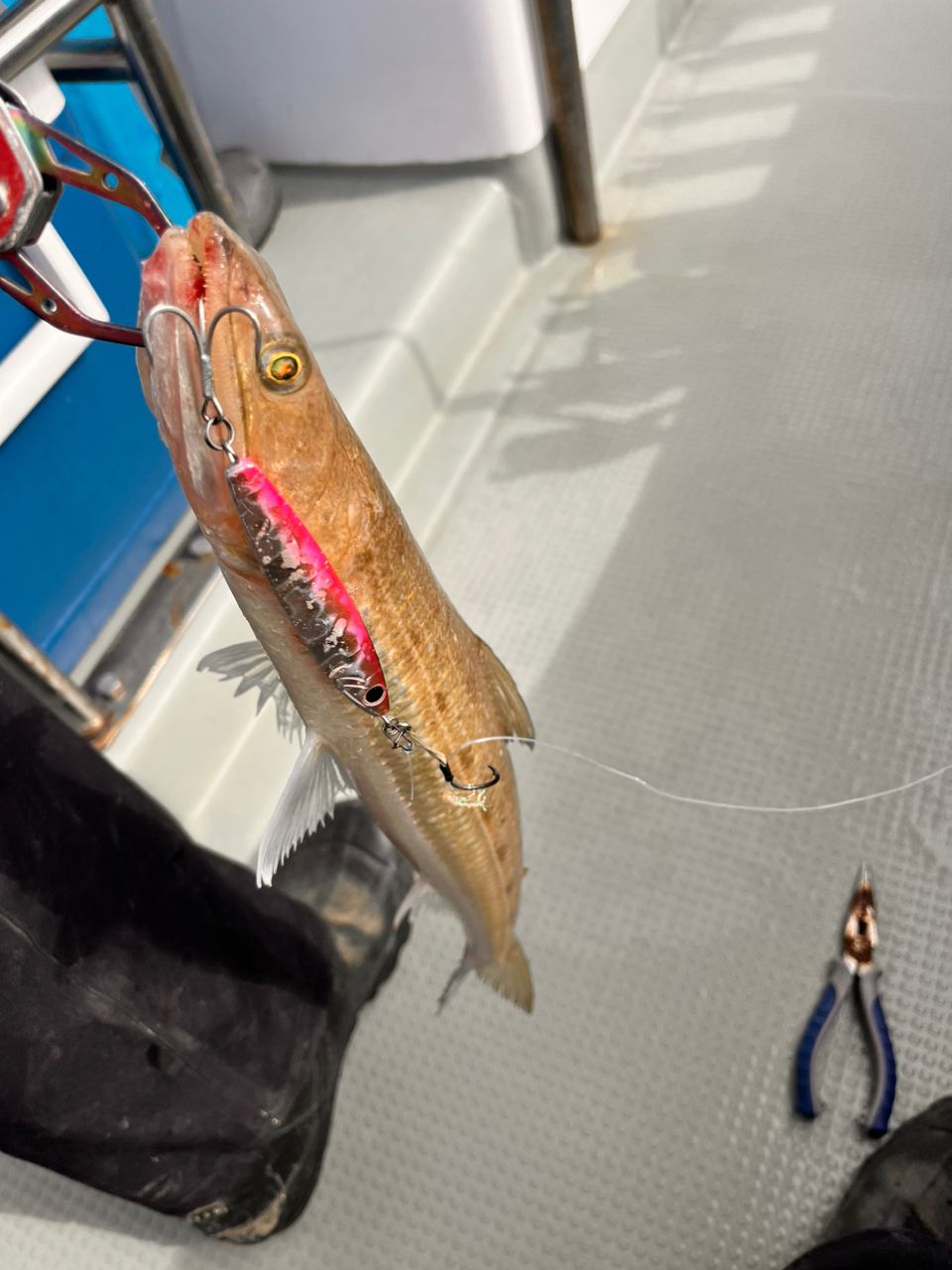 かまちゃん🎣シドニー🇦🇺さんの釣果 2枚目の画像