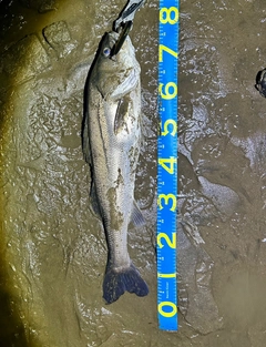 シーバスの釣果