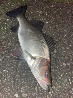 セイゴ（ヒラスズキ）の釣果