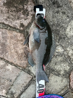 クチブトグレの釣果