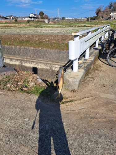 カワムツの釣果