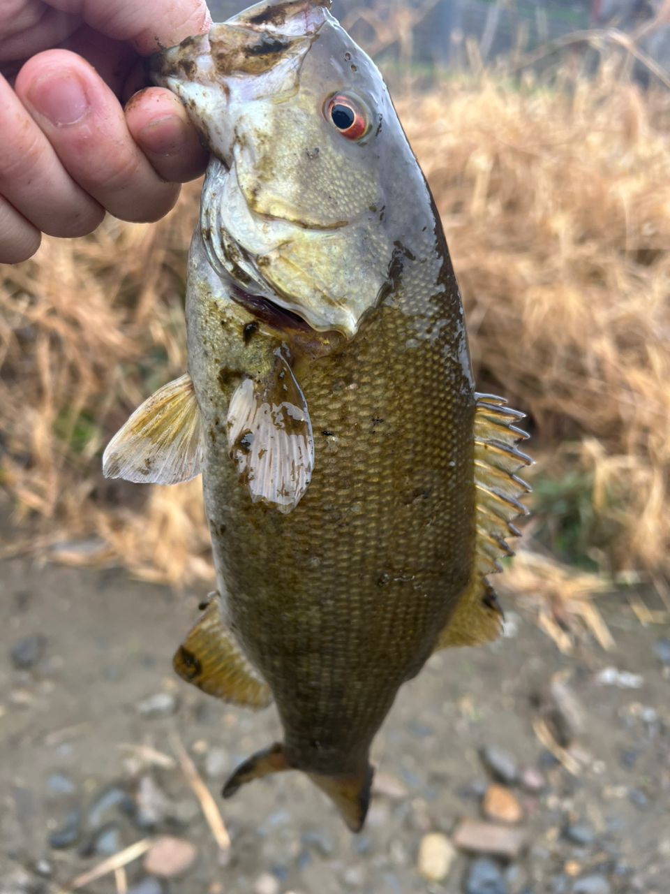 スモールマウスバス