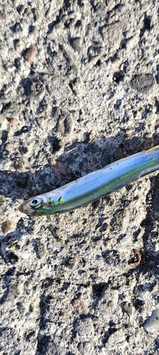 イワシの釣果