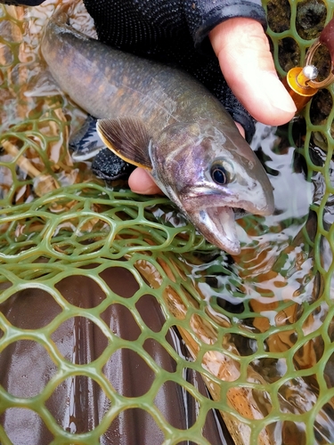 イワナの釣果