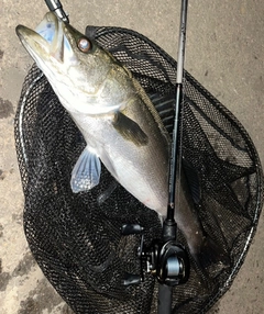 スズキの釣果