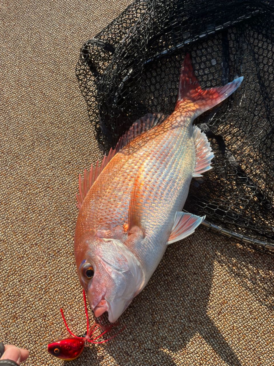 sekitakuさんの釣果 3枚目の画像