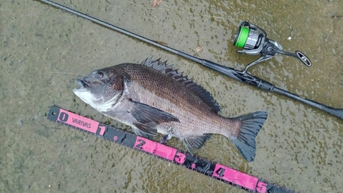 チヌの釣果