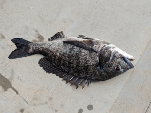 クロダイの釣果