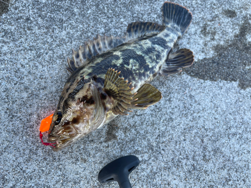 ベッコウゾイの釣果