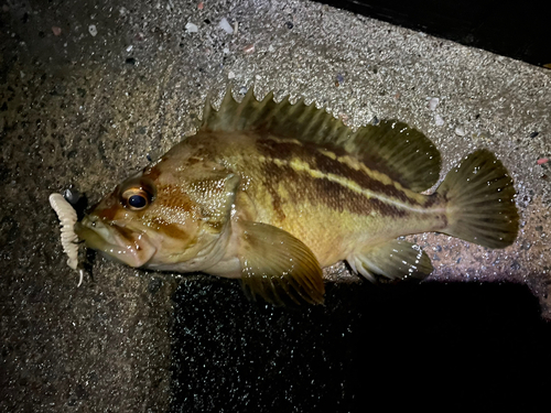 シマゾイの釣果