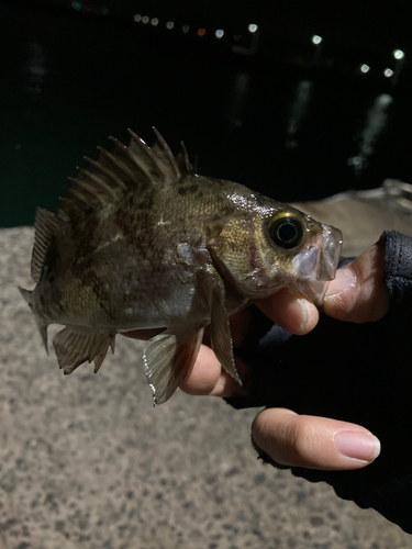 シロメバルの釣果