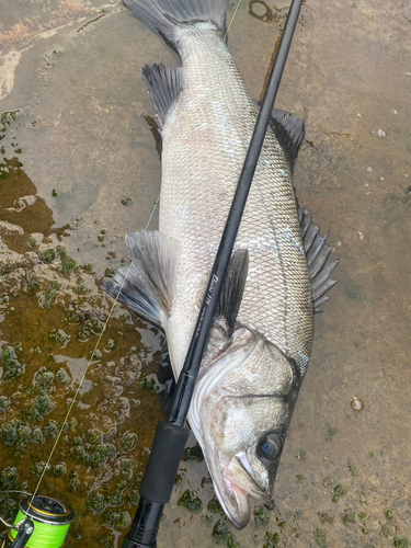 フッコ（ヒラスズキ）の釣果