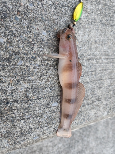 リュウグウハゼの釣果