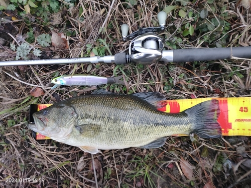 ブラックバスの釣果