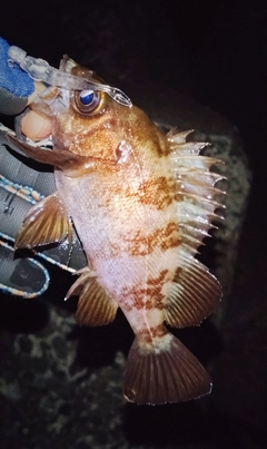 シロメバルの釣果