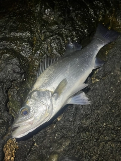 ヒラスズキの釣果