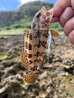 イシガキハタの釣果