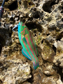 キヌベラの釣果