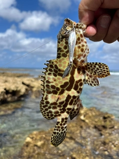 カンモンハタの釣果