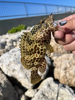 カンモンハタの釣果
