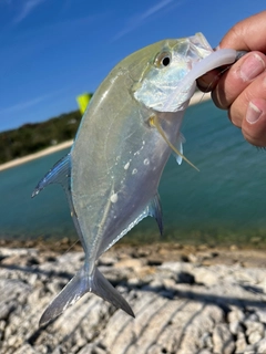 カスミアジの釣果