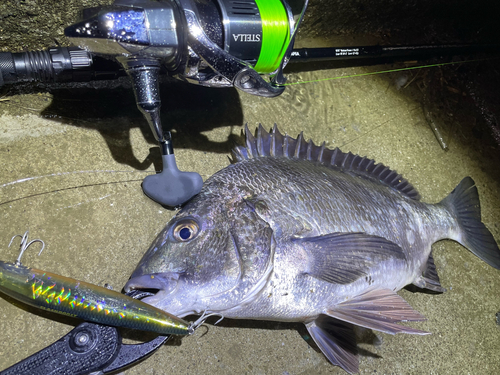 チヌの釣果