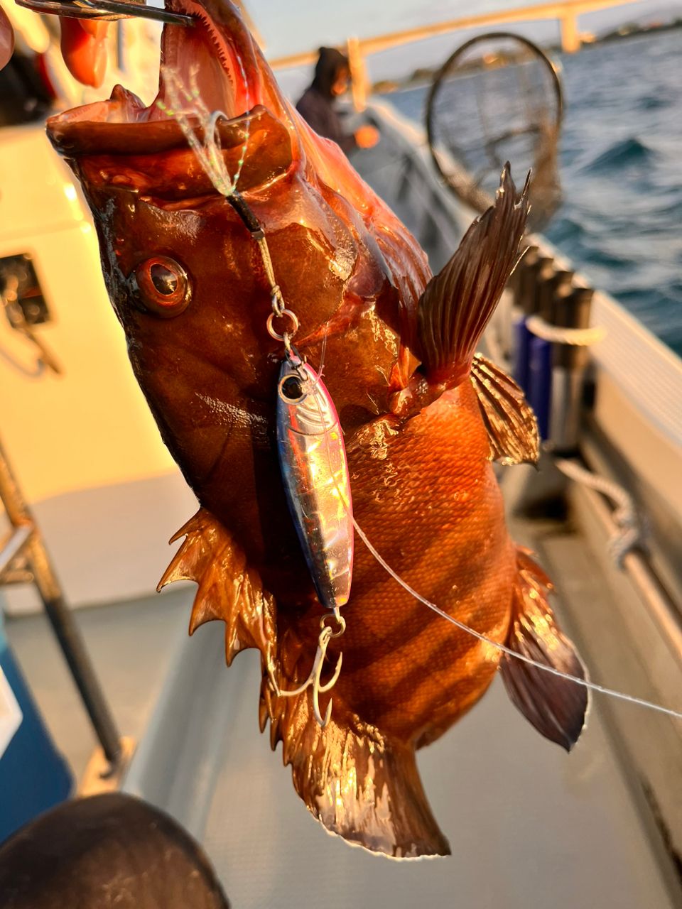 かまちゃん🎣シドニー🇦🇺さんの釣果 2枚目の画像