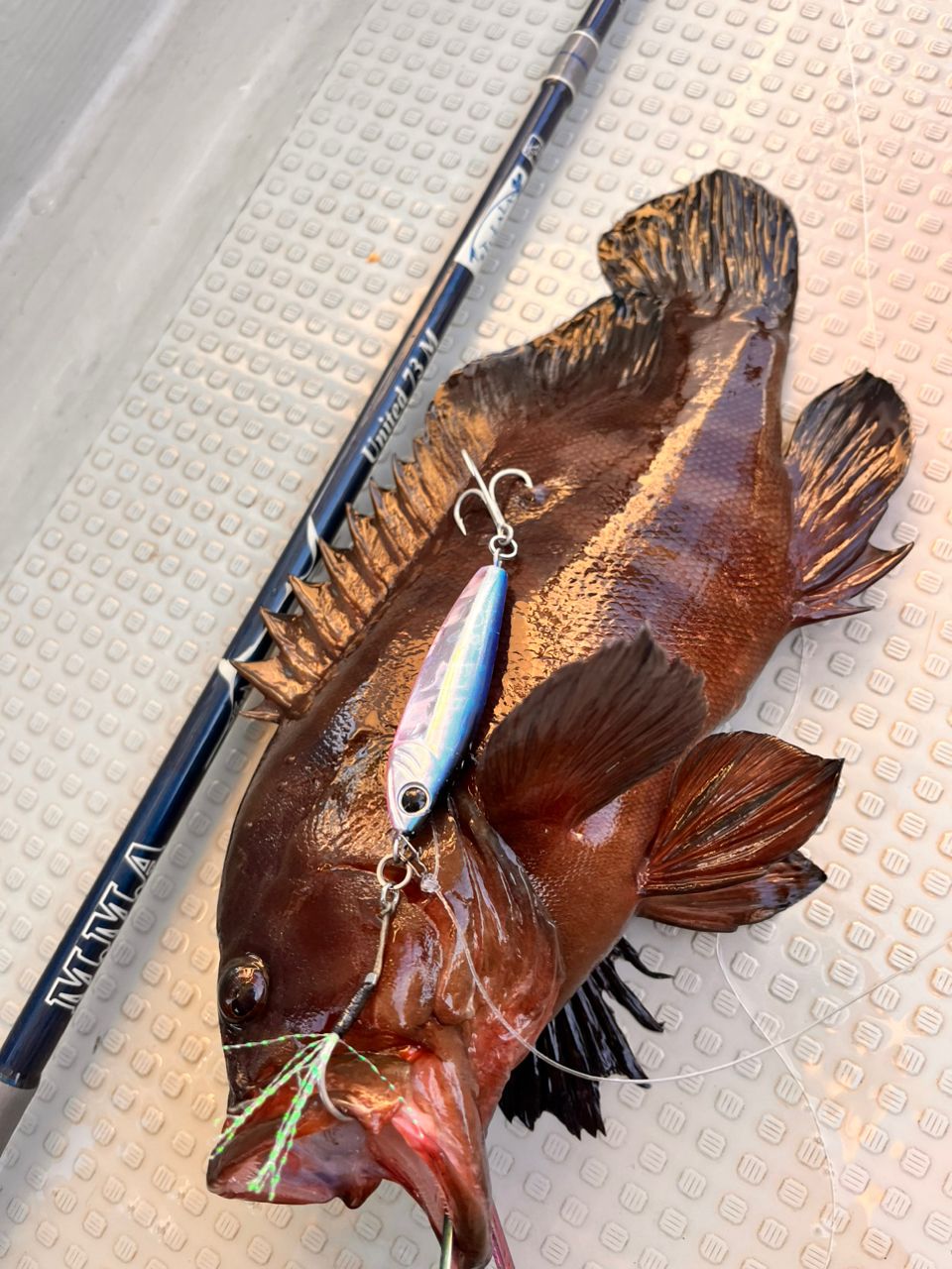 かまちゃん🎣シドニー🇦🇺さんの釣果 3枚目の画像