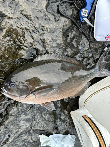 オナガグレの釣果