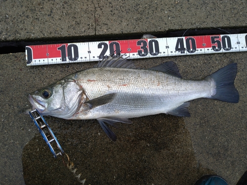 ヒラスズキの釣果