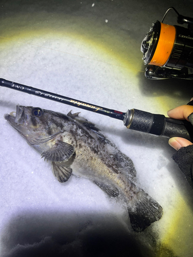 クロソイの釣果