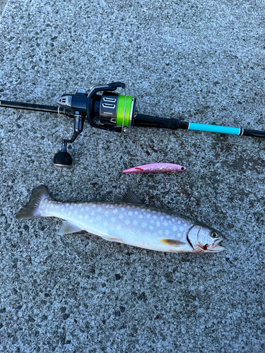 アメマスの釣果