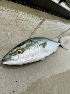 ヤズの釣果