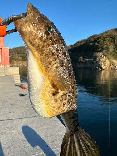 クサフグの釣果